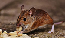 24 Hour & Emergency Exterminators in Cairns Corner, CA